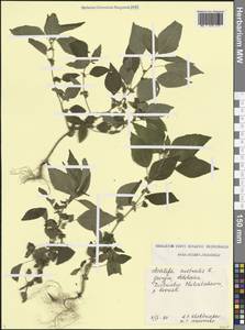 Акалифа южная L., Кавказ, Грузия (K4) (Грузия)