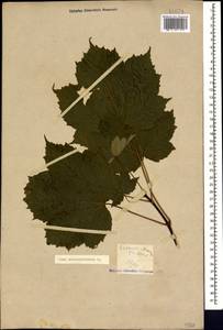 Клен ложноплатановый L., Кавказ, Краснодарский край и Адыгея (K1a) (Россия)