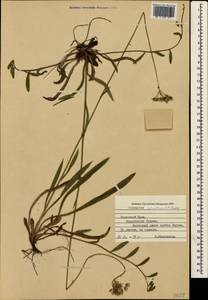 Pilosella bauhini subsp. cymantha (Nägeli & Peter) Soják, Крым (KRYM) (Россия)