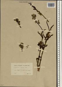 Scrophularia scariosa Boiss., Зарубежная Азия (ASIA) (Неизвестно)