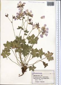 Герань, Средняя Азия и Казахстан, Северный и Центральный Тянь-Шань (M4) (Киргизия)