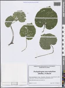 Толстостенка крупнолистная (Hoffm.) N.Busch, Кавказ, Северная Осетия, Ингушетия и Чечня (K1c) (Россия)