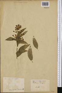 Cestrum parqui (Lam.) L'Her., Ботанические сады и дендрарии (GARD) (Неизвестно)