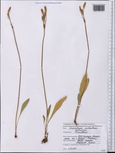 Dodecatheon pulchellum (Raf.) Merr., Америка (AMER) (США)