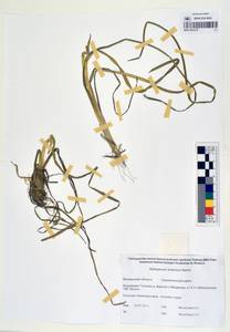 MAG 0003378, Sparganium × probatovae Tzvelev, Сибирь, Чукотка и Камчатка (S7) (Россия)