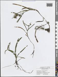 Ежеголовник плавающий L., Восточная Европа, Центральный район (E4) (Россия)