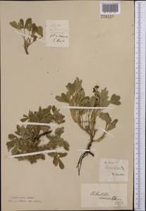 Potentilla cinerea subsp. incana (G.Gaertn., B.Mey. & Scherb.) Asch., Средняя Азия и Казахстан, Северный и Центральный Казахстан (M10) (Казахстан)
