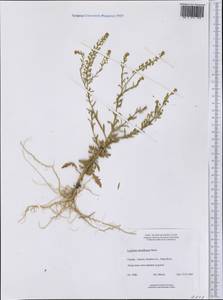 Клоповник густоцветковый Schrad., Америка (AMER) (Канада)