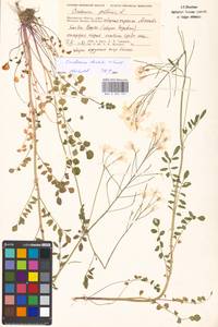 Cardamine pratensis subsp. dentata (Schult.) Čelak., Восточная Европа, Московская область и Москва (E4a) (Россия)