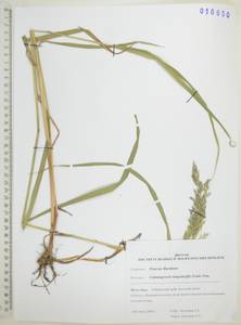 Вейник пурпурный (Trin.) Trin., Сибирь, Дальний Восток (S6) (Россия)