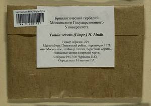 Pohlia vexans (Limpr.) H. Lindb., Гербарий мохообразных, Мхи - Архангельская и Вологодская области, Коми, Ненецкий АО (B7) (Россия)
