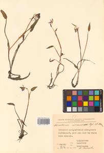 Pontederia korsakowii (Regel & Maack) M.Pell. & C.N.Horn, Сибирь, Дальний Восток (S6) (Россия)