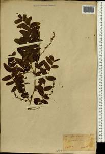 Gleditsia japonica Miq., Зарубежная Азия (ASIA) (Япония)