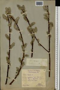 Ива козья L., Восточная Европа, Московская область и Москва (E4a) (Россия)