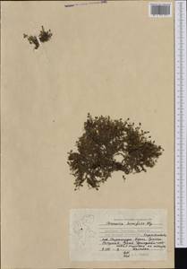 Arenaria humifusa Wahlenb. ex Nordhagen, Западная Европа (EUR) (Шпицберген и Ян-Майен)