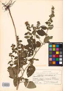 MHA 0 158 497, Mentha × verticillata L., Восточная Европа, Белоруссия (E3a) (Белоруссия)