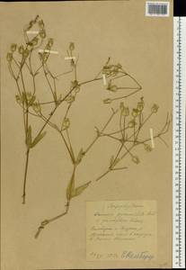 Gypsophila vaccaria (L.) Sm., Восточная Европа, Средневолжский район (E8) (Россия)