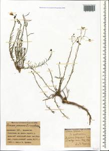 Лен австрийский L., Кавказ, Армения (K5) (Армения)