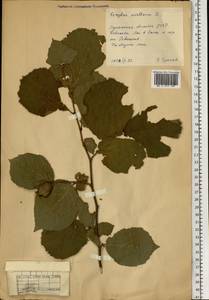 Орешник обыкновенный, Лещина обыкновенная L., Восточная Европа, Северо-Украинский район (E11) (Украина)