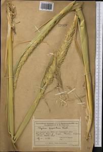 Волоснец кистистый, Колосняк кистистый (Lam.) Tzvelev, Средняя Азия и Казахстан, Муюнкумы, Прибалхашье и Бетпак-Дала (M9) (Казахстан)