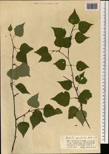 Betula pendula subsp. mandshurica (Regel) Ashburner & McAll., Монголия (MONG) (Монголия)
