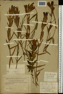 Горечавка легочная L., Восточная Европа, Центральный район (E4) (Россия)