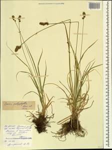 Осока многолистная Kar. & Kir., Кавказ, Северная Осетия, Ингушетия и Чечня (K1c) (Россия)