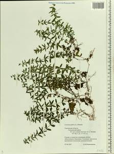 Cruciata verna subsp. verna, Восточная Европа, Западный район (E3) (Россия)