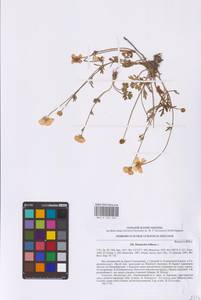 Лютик луковичный L., Восточная Европа, Западно-Украинский район (E13) (Украина)