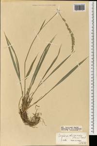 Волоснец китайская (Trin.) Tzvelev, Монголия (MONG) (Монголия)