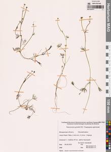 Лютик Гмелина DC., Сибирь, Чукотка и Камчатка (S7) (Россия)