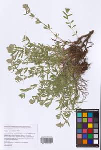 Thymus pannonicus All., Восточная Европа, Нижневолжский район (E9) (Россия)