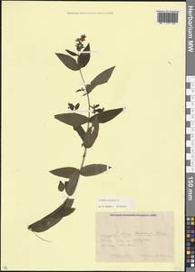 Дербенник иволистный L., Кавказ, Краснодарский край и Адыгея (K1a) (Россия)