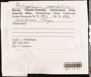 Psilopilum cavifolium (Wilson) I. Hagen, Гербарий мохообразных, Мхи - Западная Сибирь (включая Алтай) (B15) (Россия)