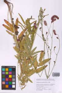 Черноголовник тонколистный (Fisch. ex Link) Franch. & Sav., Сибирь, Дальний Восток (S6) (Россия)