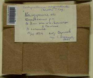 Eurhynchium angustirete (Broth.) T.J. Kop., Гербарий мохообразных, Мхи - Центральное Нечерноземье (B6) (Россия)