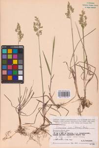 Anthoxanthum nitens (Weber) Y.Schouten & Veldkamp, Восточная Европа, Центральный район (E4) (Россия)