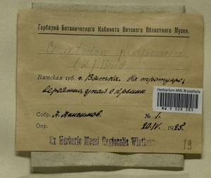 Ceratodon purpureus (Hedw.) Brid., Гербарий мохообразных, Мхи - Пермский край, Удмуртия, Свердловская и Кировская области (B8) (Россия)