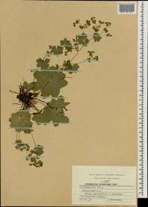 Манжетка неприкрытая Juz., Восточная Европа, Центральный район (E4) (Россия)