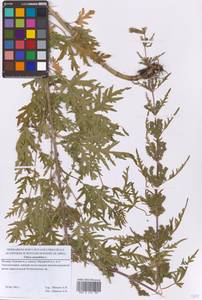 Крапива коноплевая L., Восточная Европа, Московская область и Москва (E4a) (Россия)