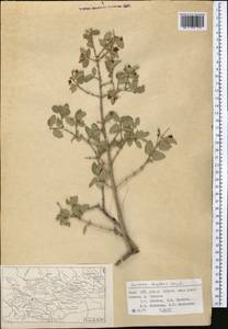 Жимолость Королькова Stapf, Средняя Азия и Казахстан, Памир и Памиро-Алай (M2) (Таджикистан)