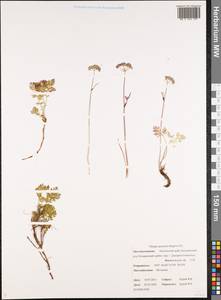 Тилингия аянская Regel & Tiling, Сибирь, Чукотка и Камчатка (S7) (Россия)