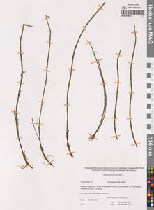 Хвощ приречный, Хвощ топяной L., Сибирь, Чукотка и Камчатка (S7) (Россия)