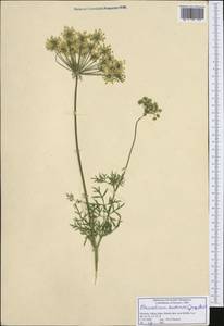 Pteroselinum austriacum (Jacq.) Rchb., Западная Европа (EUR) (Словения)