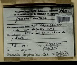Grimmia longirostris Hook., Гербарий мохообразных, Мхи - Красноярский край, Тыва и Хакасия (B17) (Россия)
