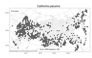 Callitriche palustris, Болотник обыкновенный L., Атлас флоры России (FLORUS) (Россия)