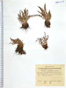 Вудсия головатая, Вудсия гладковатая R.Br., Сибирь, Дальний Восток (S6) (Россия)