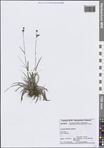 Luzula multiflora subsp. sibirica V.I.Krecz., Сибирь, Центральная Сибирь (S3) (Россия)