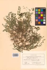 Астрагал альпийский L., Сибирь, Чукотка и Камчатка (S7) (Россия)