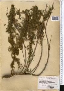Artemisia ciniformis Krasch. & Popov ex Poljakov, Средняя Азия и Казахстан, Памир и Памиро-Алай (M2) (Таджикистан)